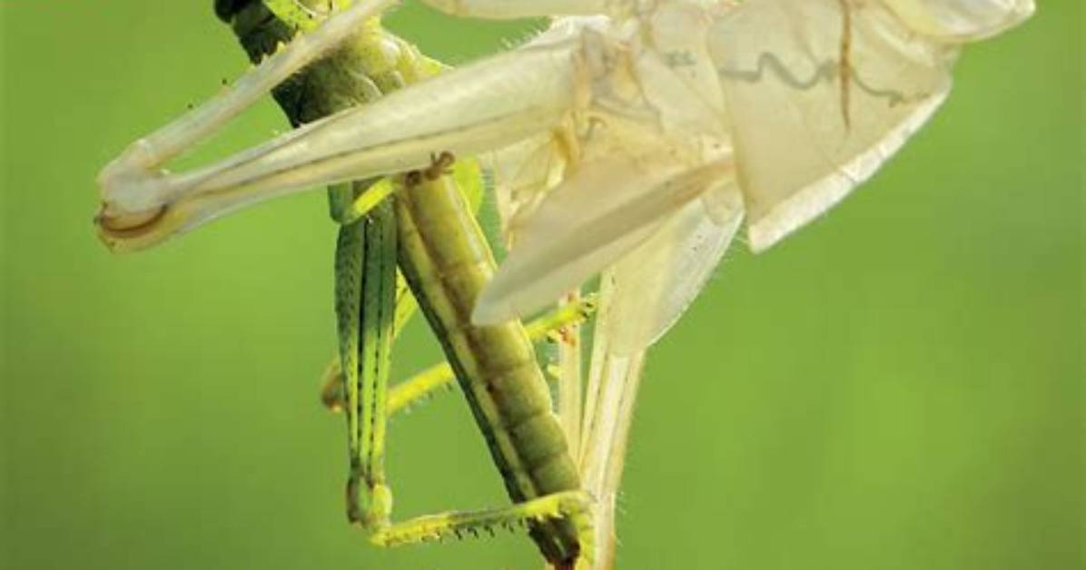 During the Molting Process?