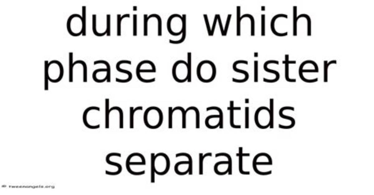 During Which Phase Do They Separate?