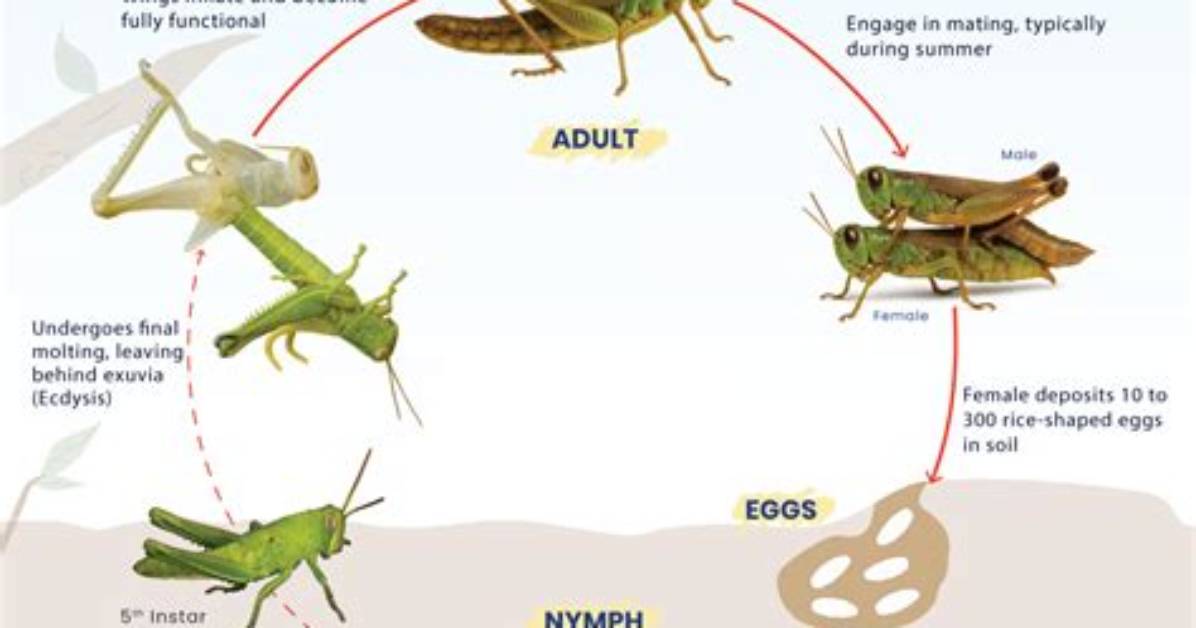 During Which Season Does the Grasshopper Sing Why?