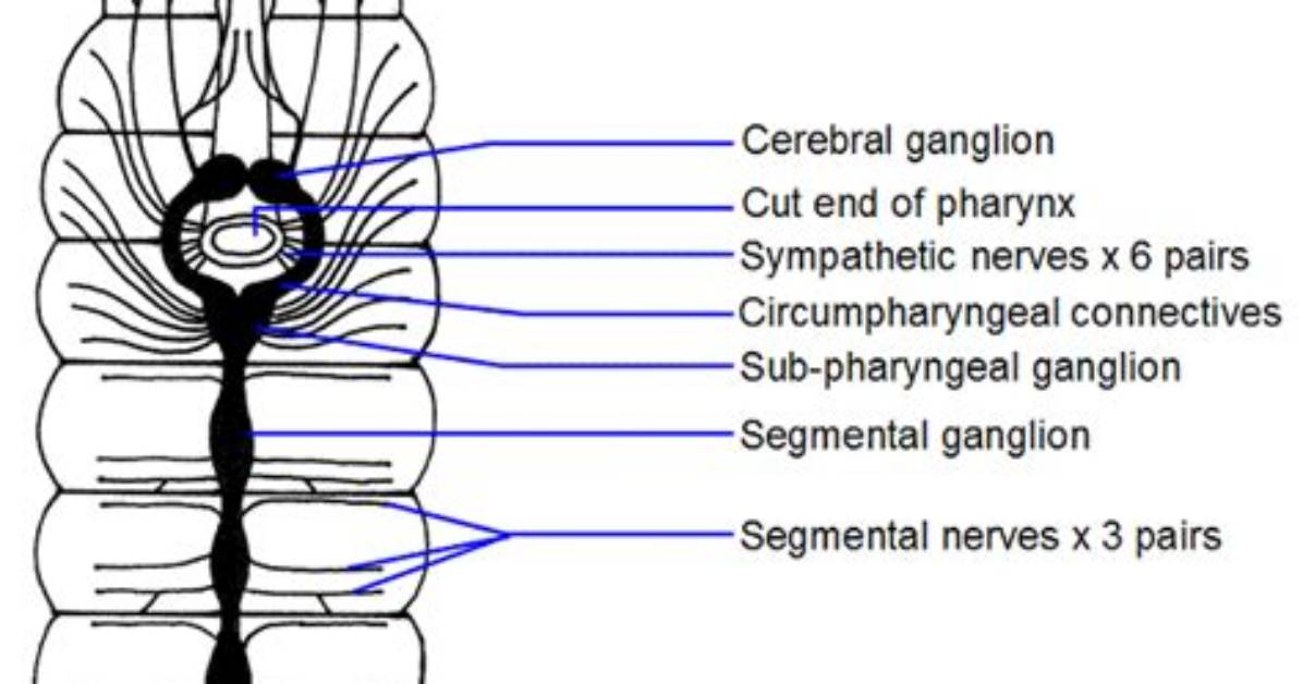 Earthworm Nervous Systems