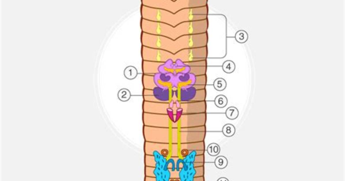 Earthworm Seminal Receptacles Function