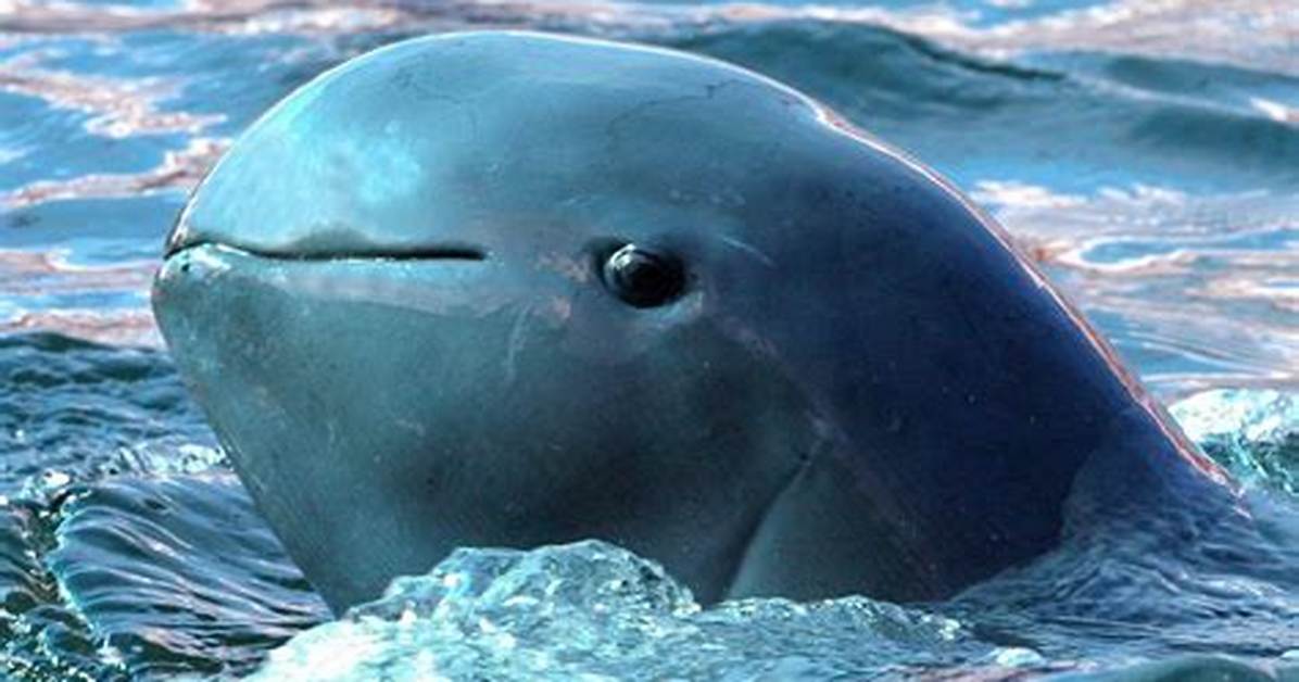 Endangered Irrawaddy Dolphin Is the Cutest Animal You've Never Heard Of