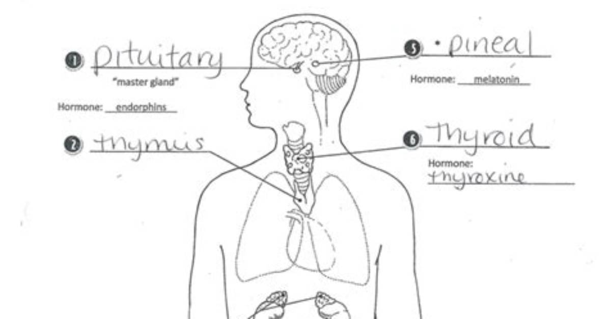 Endocrine System Glands Labeling — Printable Worksheet