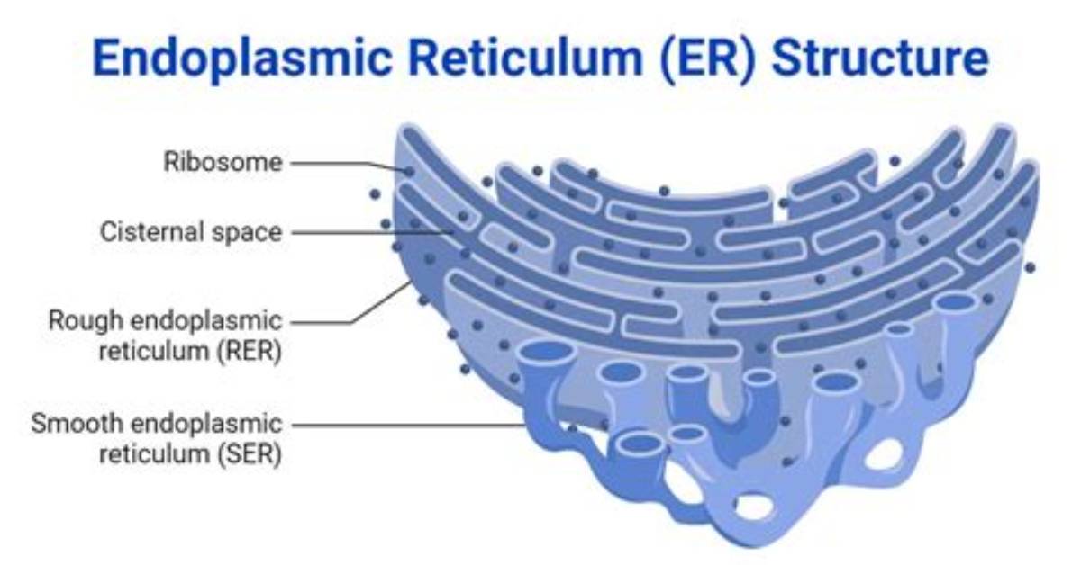 Er Full Form