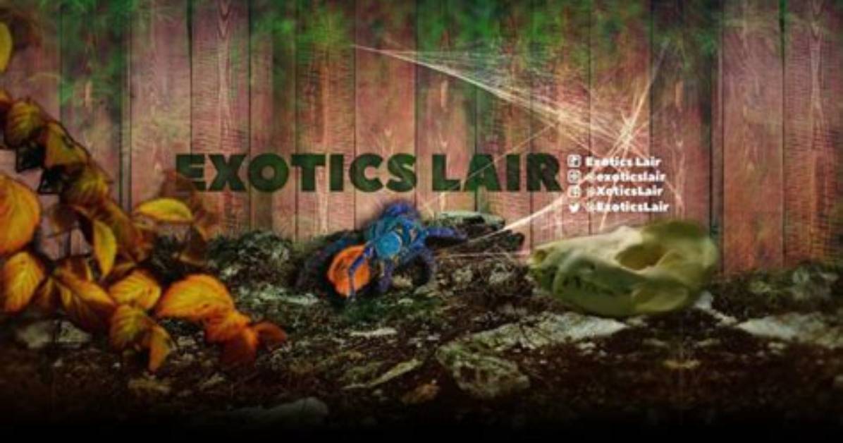 Exotics Lair