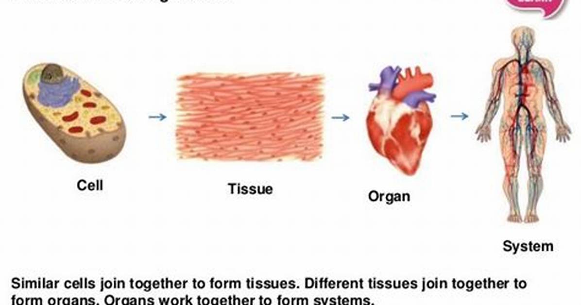 Explain How Cells Specialize to Form Tissues and Organs