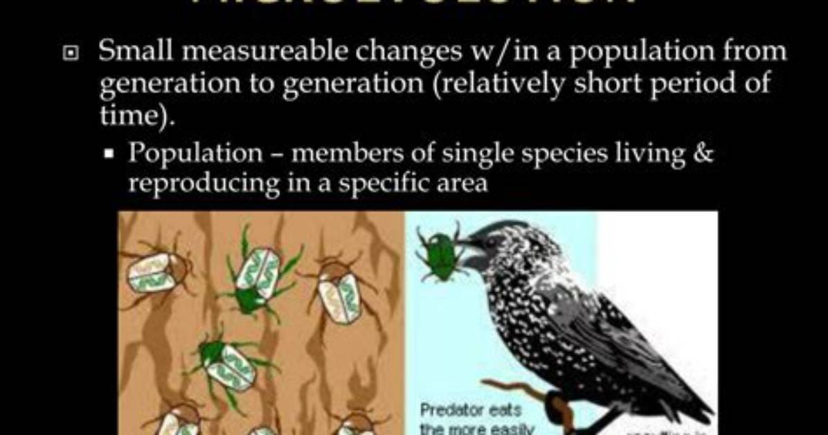 Explain How Microevolution and Migration Can Affect an Ecosystem