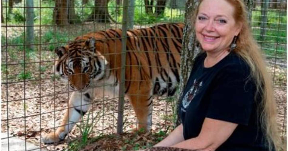 Explore Carole Baskin Wiki, Bio, Age, Height, Husband, Don Lewis! !