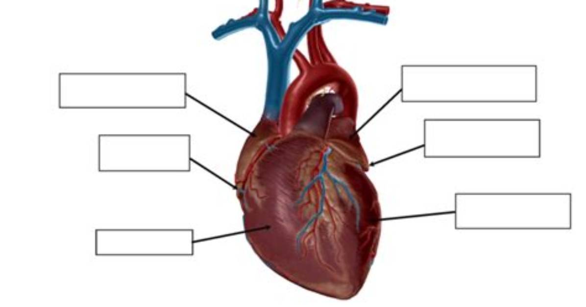 External Anatomy of the Heart 1 Quiz
