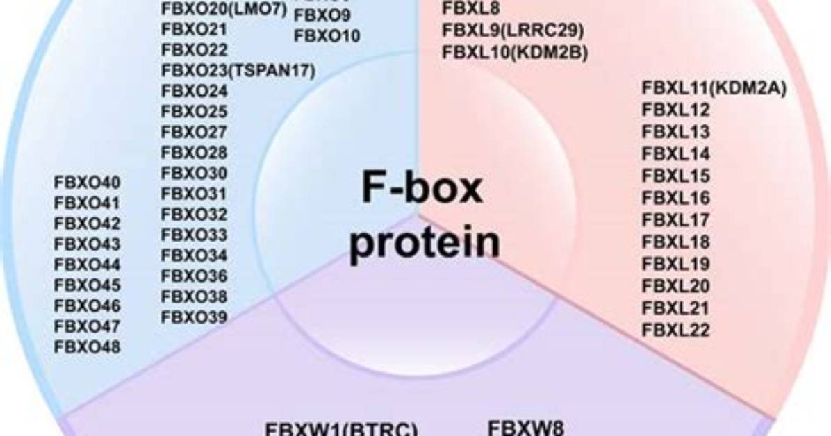 F-Box Proteins in Cell Cycle Regulation