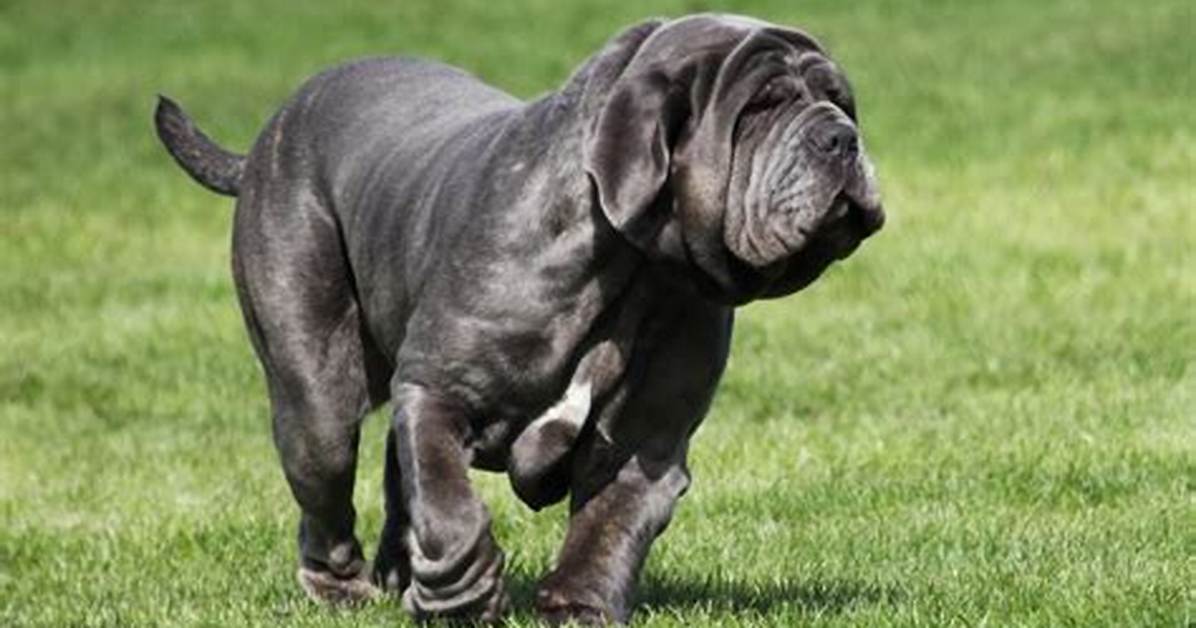 Facts, Temperament, Size & Character