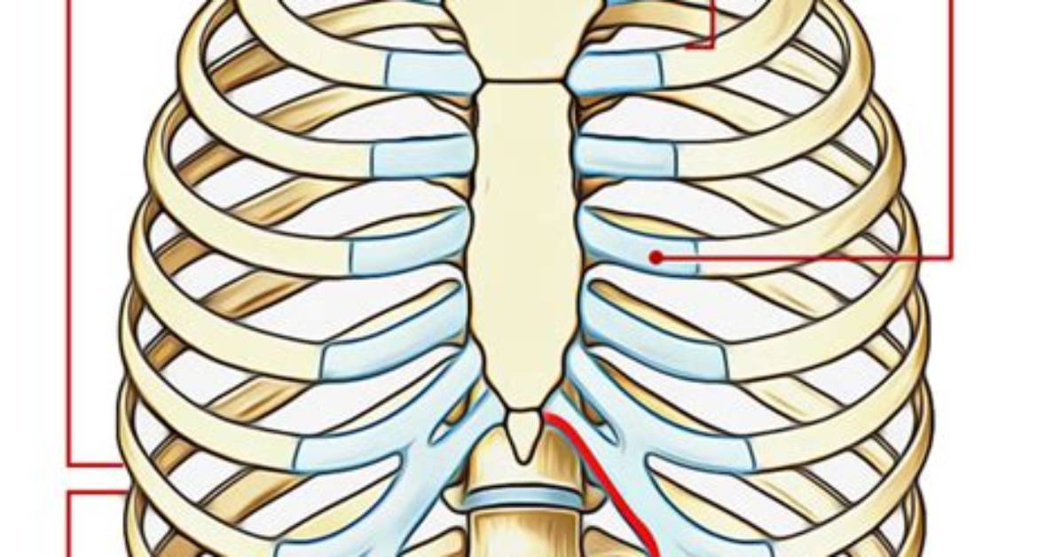 False Ribs