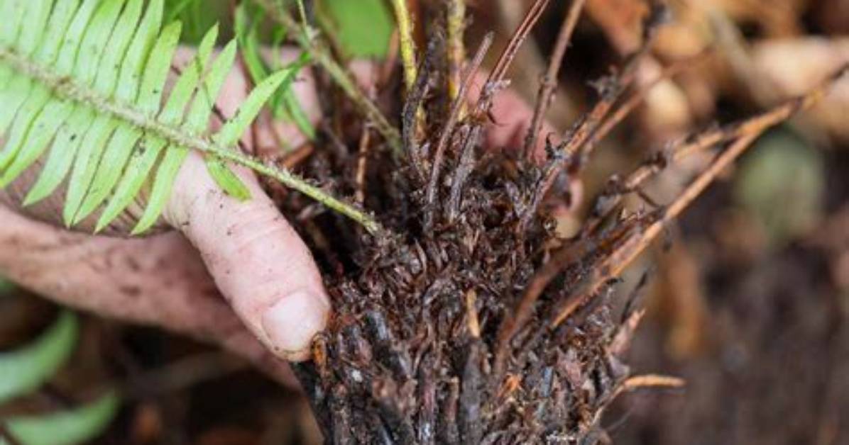 Fern Root System - How to Discuss
