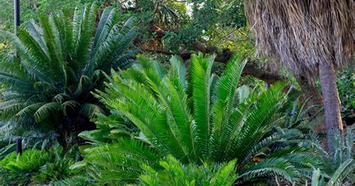 Fertilizer for Cycads