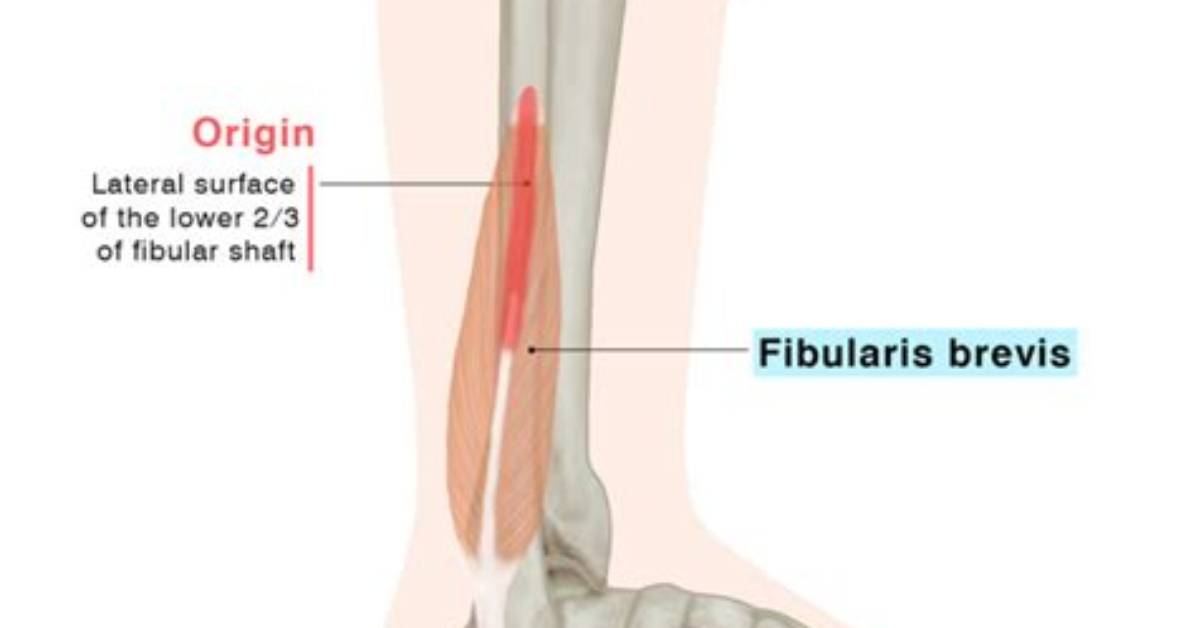 Fibularis Brevis