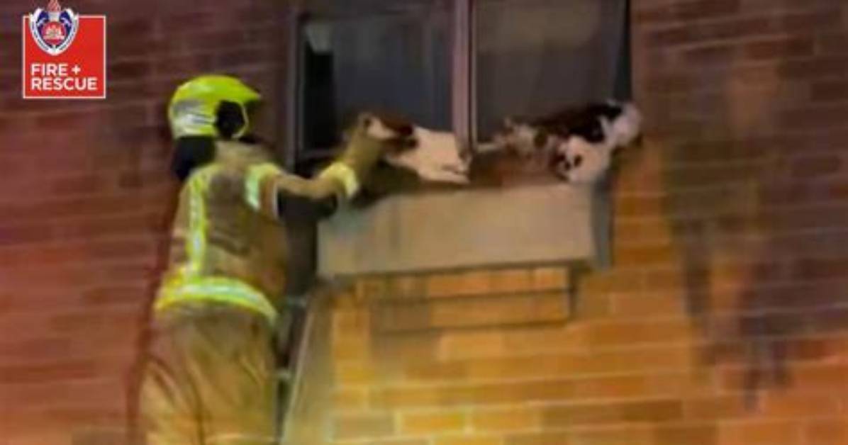 Firefighters Rescue 5 Cats from Burning Building