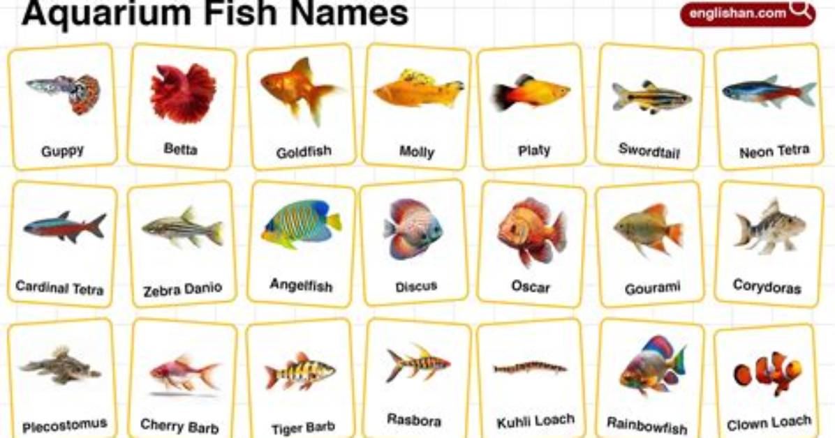 Fish Names | Nameberry