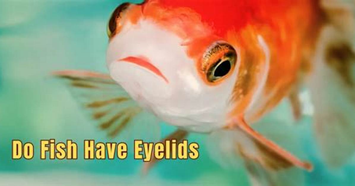 Fish with Eyelids