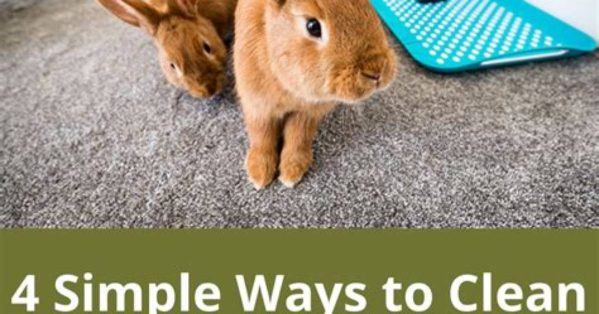 Five Simple Ways to Clean Your Pet’s Bedding and Remove Harmful Bacteria