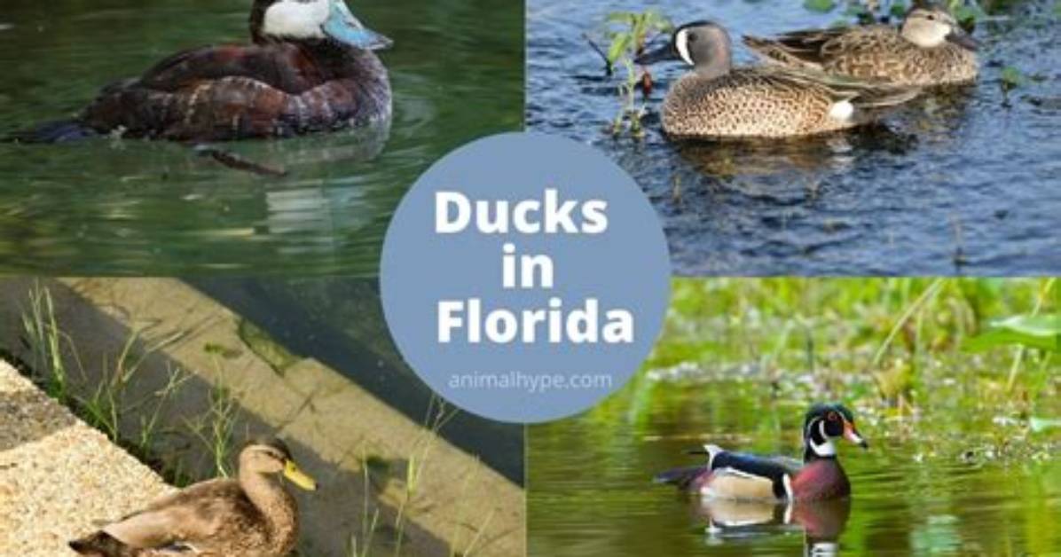 Florida Ducks