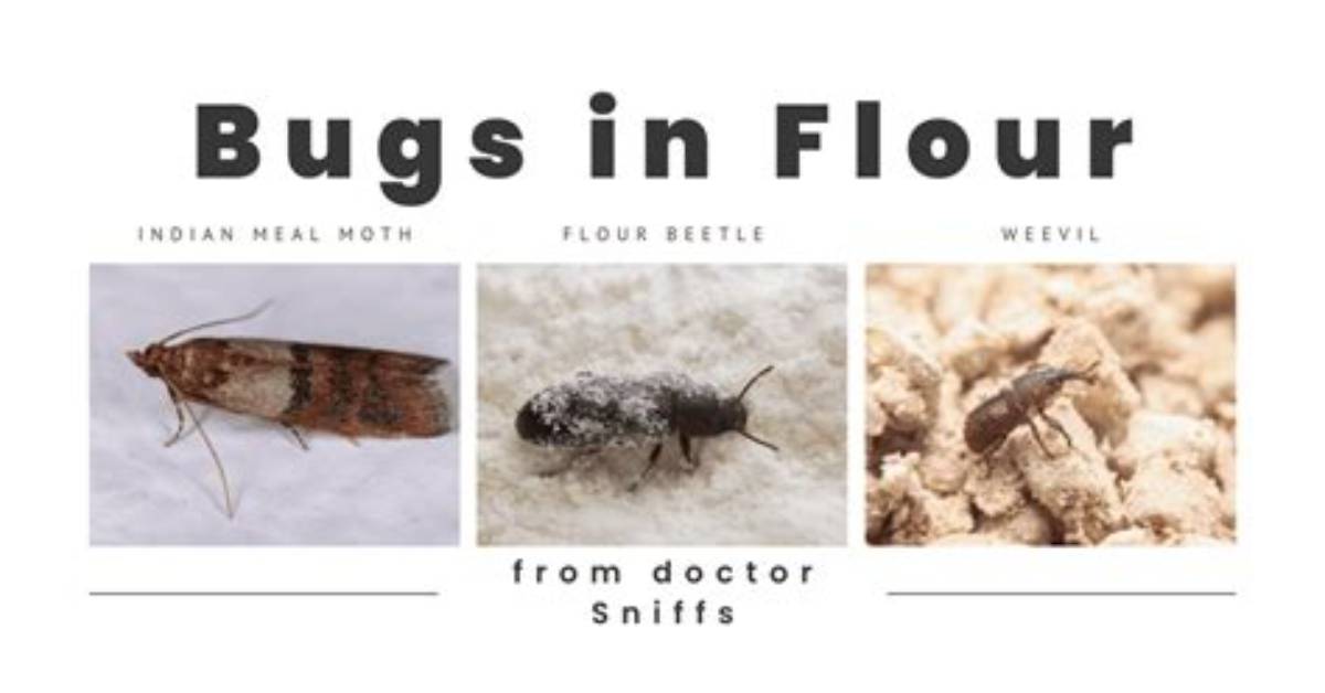 Flour Mites