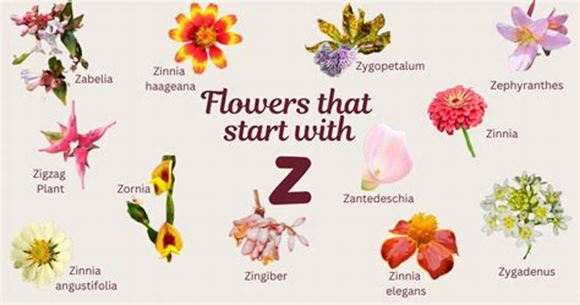 Flower That Starts with Z