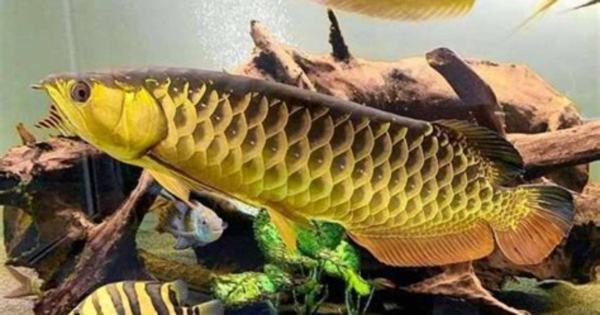 Follow These Vastu Tips to Keep Arowana Fish at Home to Ward off Evil Forces
