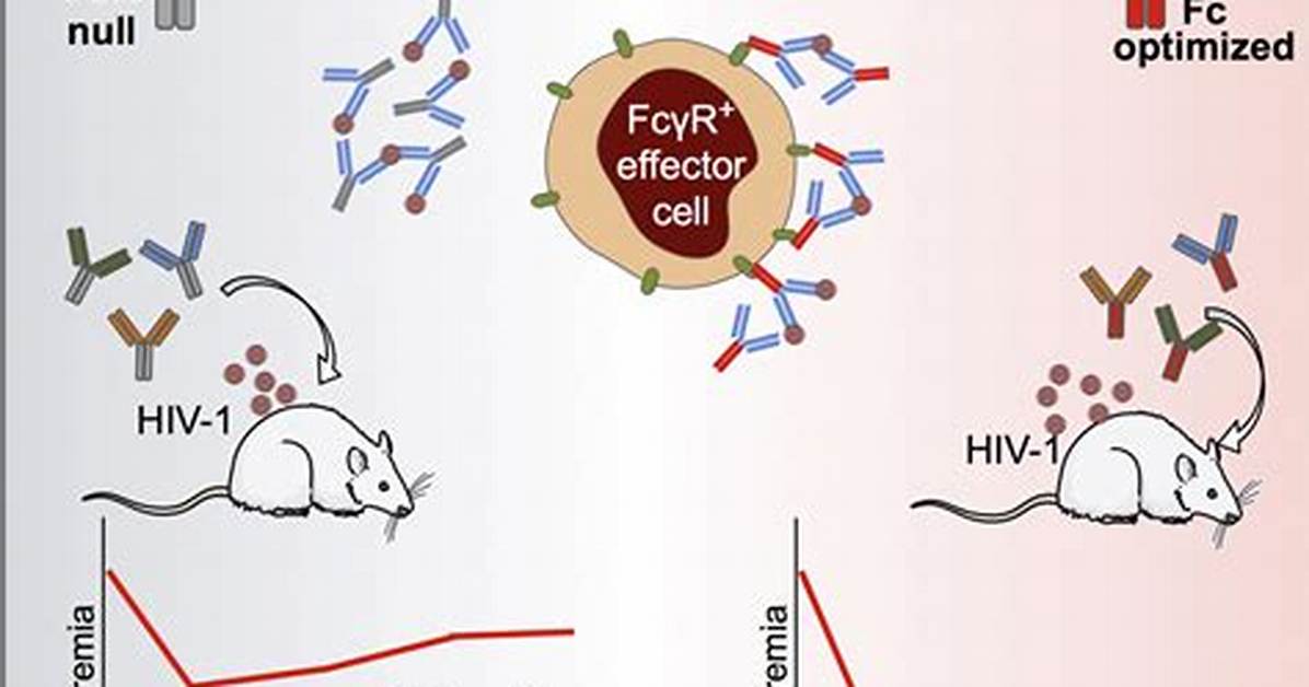 For Broadly Neutralizing Antibodies?