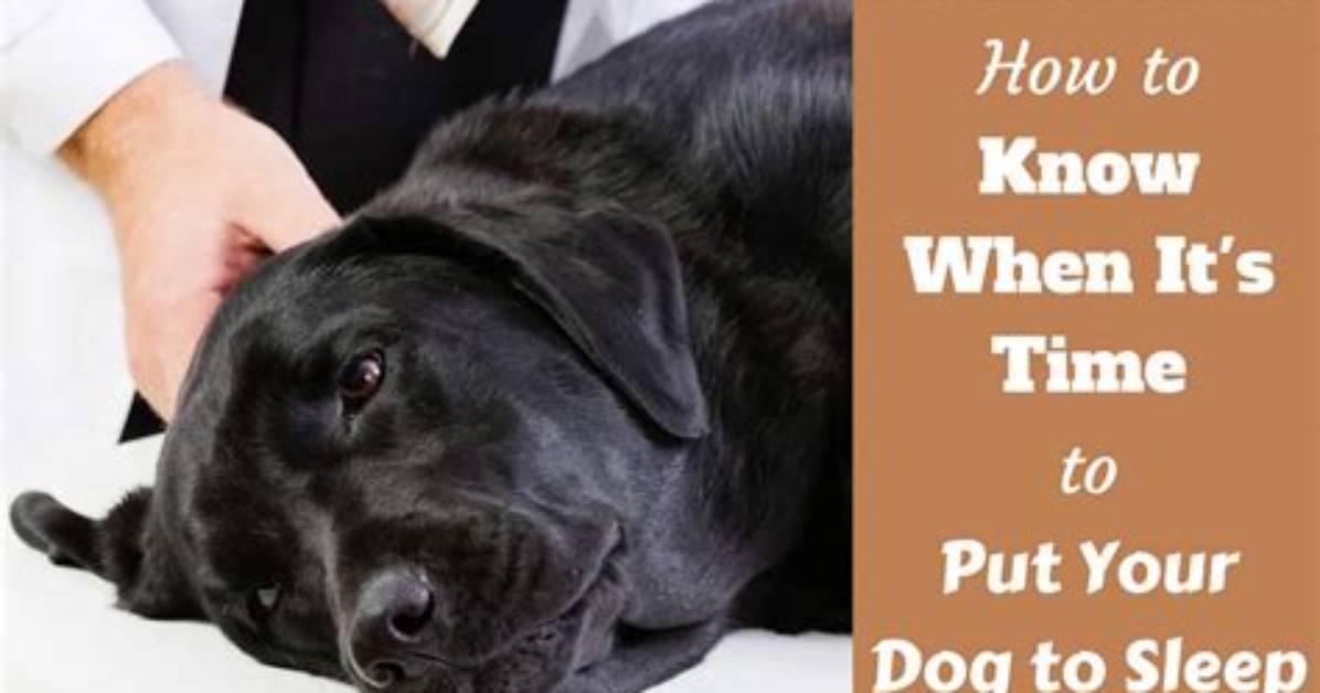 For Dog Put Down?