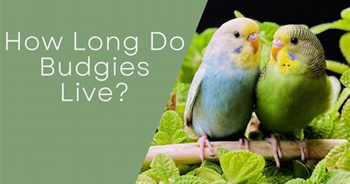 For How Long Do Budgies Live?