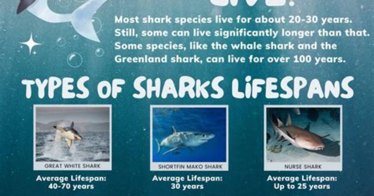 For How Long Do Sharks Live?