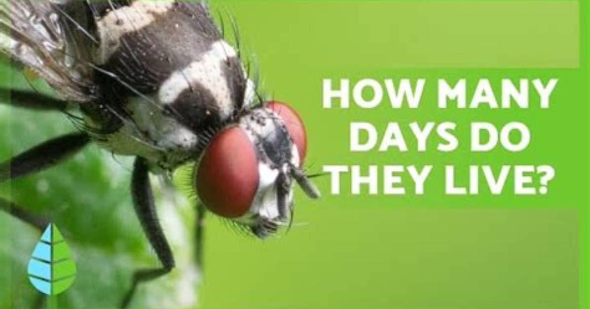 For How Long Does a Housefly Live?