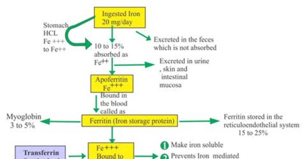 For Iron Binding Capacity?
