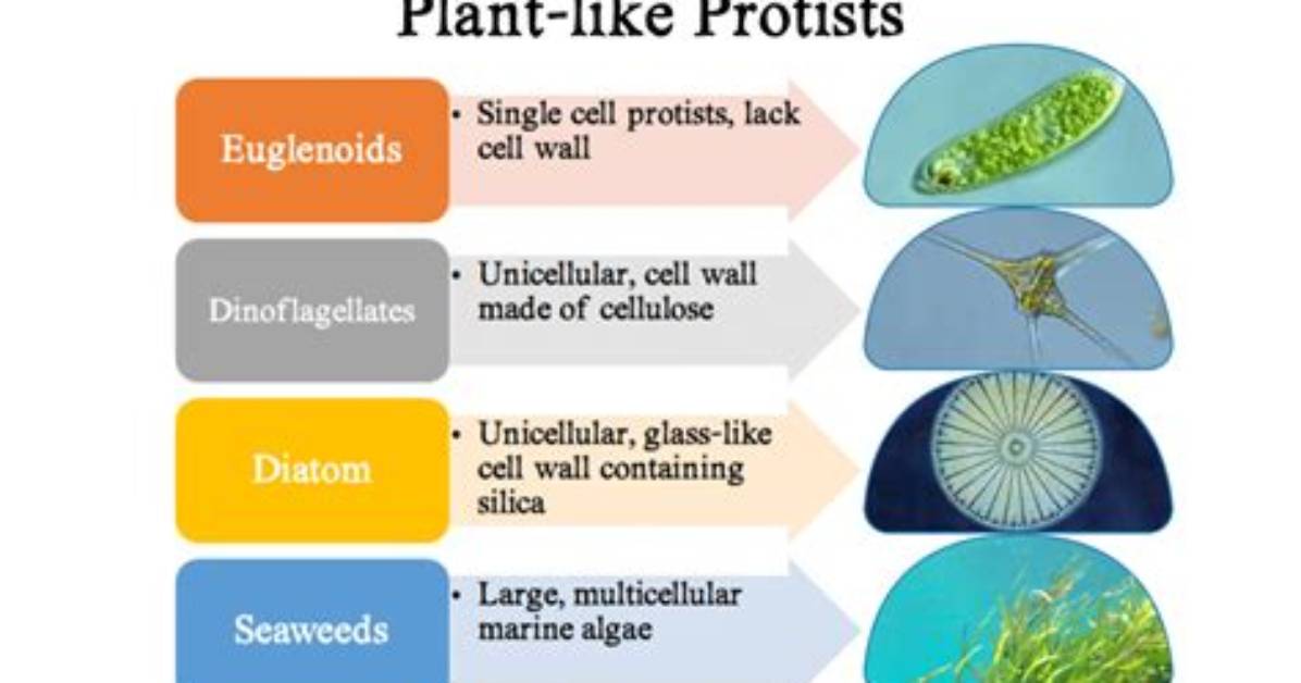 For Plant Like Protists?