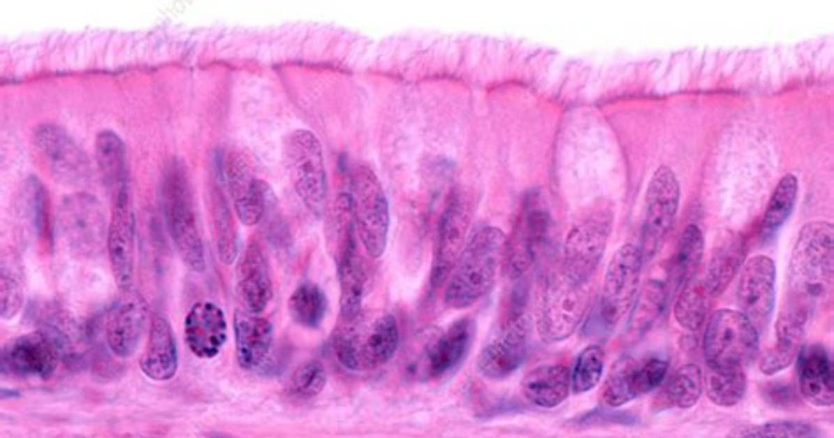 For Pseudostratified Ciliated Columnar Epithelium?
