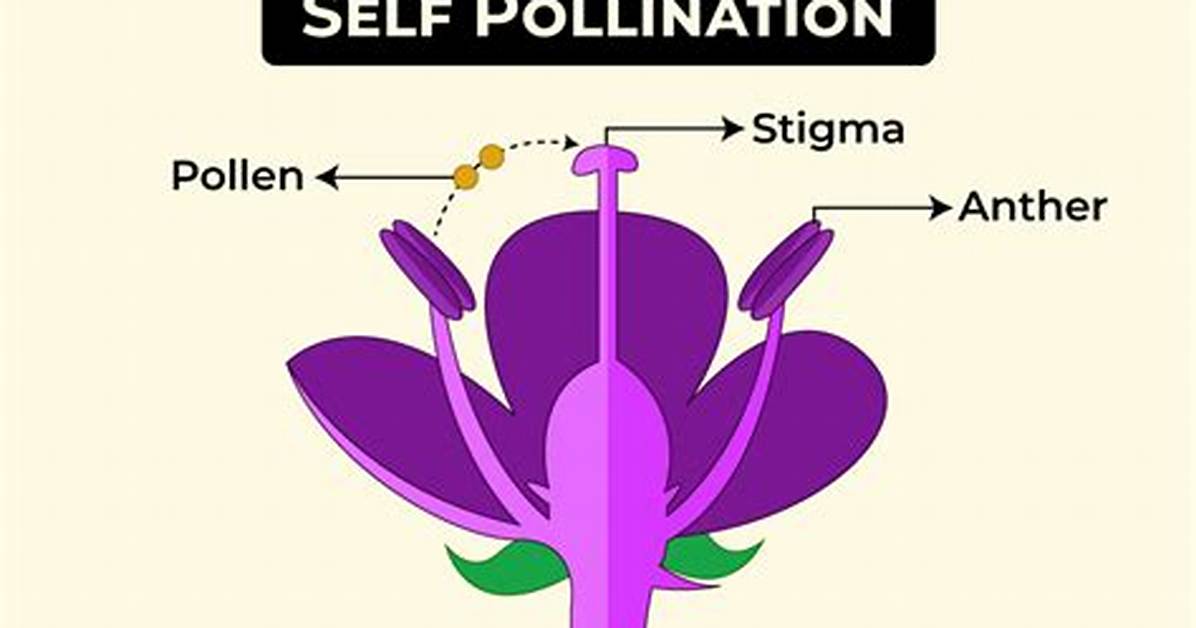 For Self Pollination Flower Must Be?