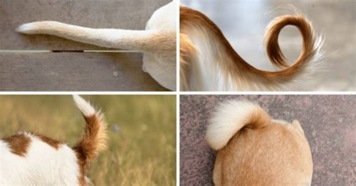 For Tail End Meaning?