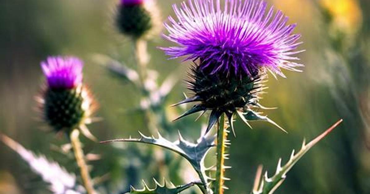 For Thorns and Thistles?