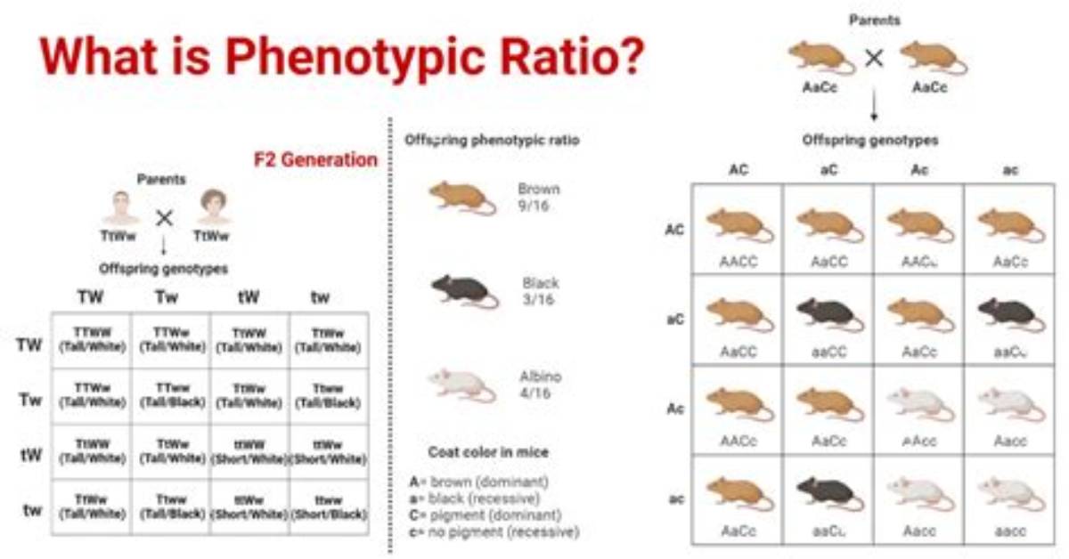 Formula for Phenotypic Ratio?
