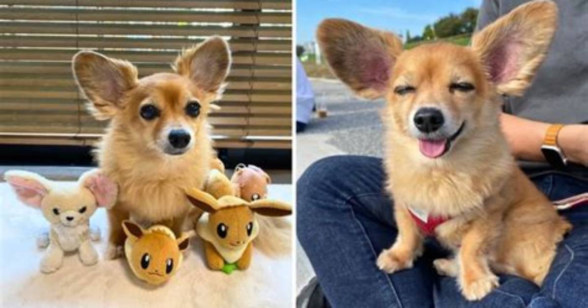 Fox Dog Taro Is All Ears