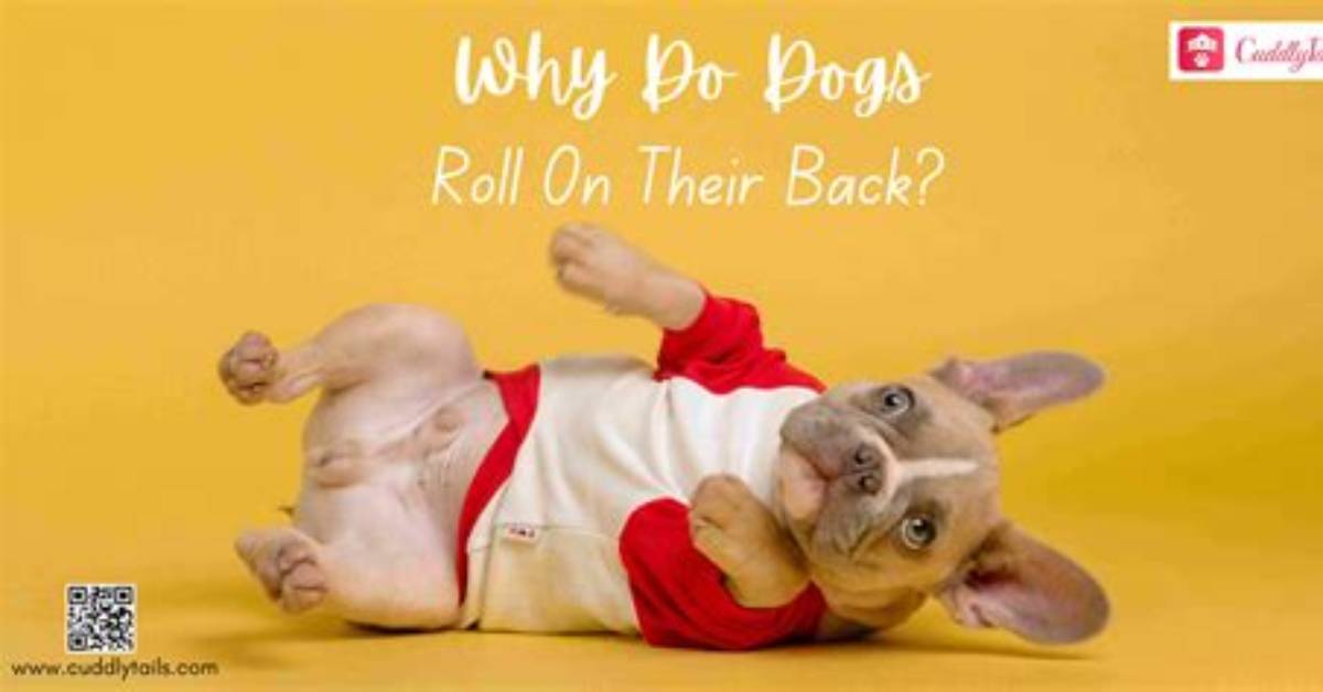 Frequent Question: How Do I Roll Back a Windows 10 Update?