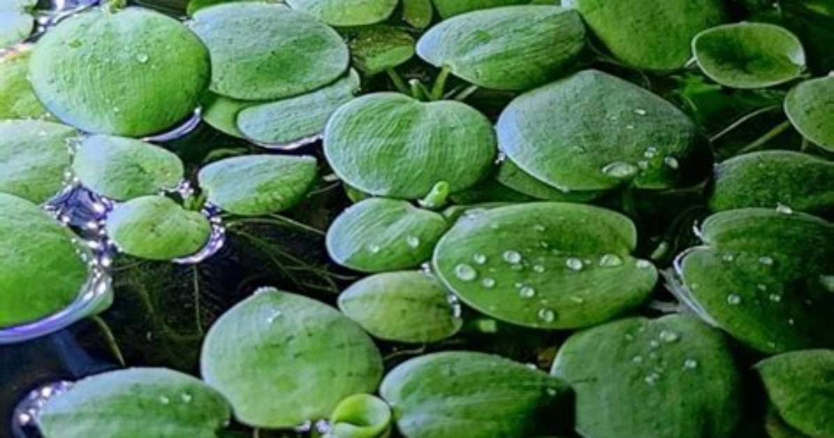 Frogbit