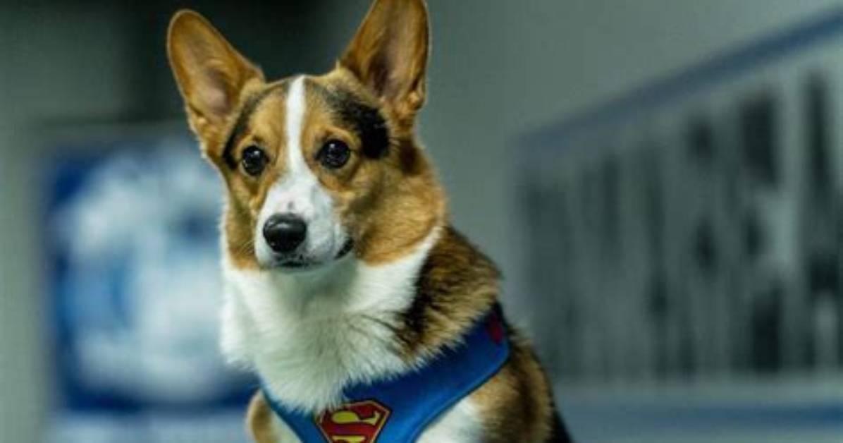Gatsby the Corgi