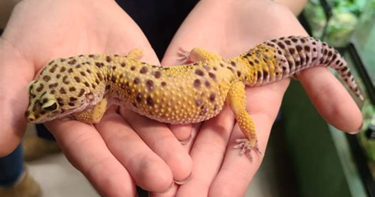 Geico Animal - How to Discuss