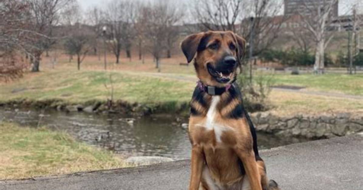 German Shepherd Coonhound Mix - How to Discuss