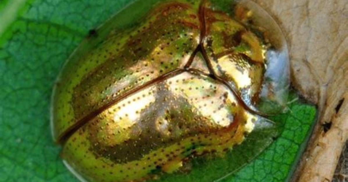Golden Tortoise Beetle