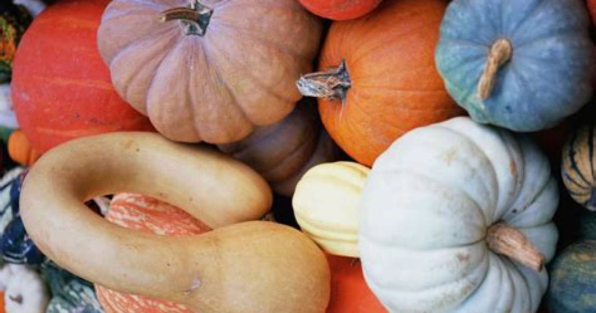 Gourd Pumpkin