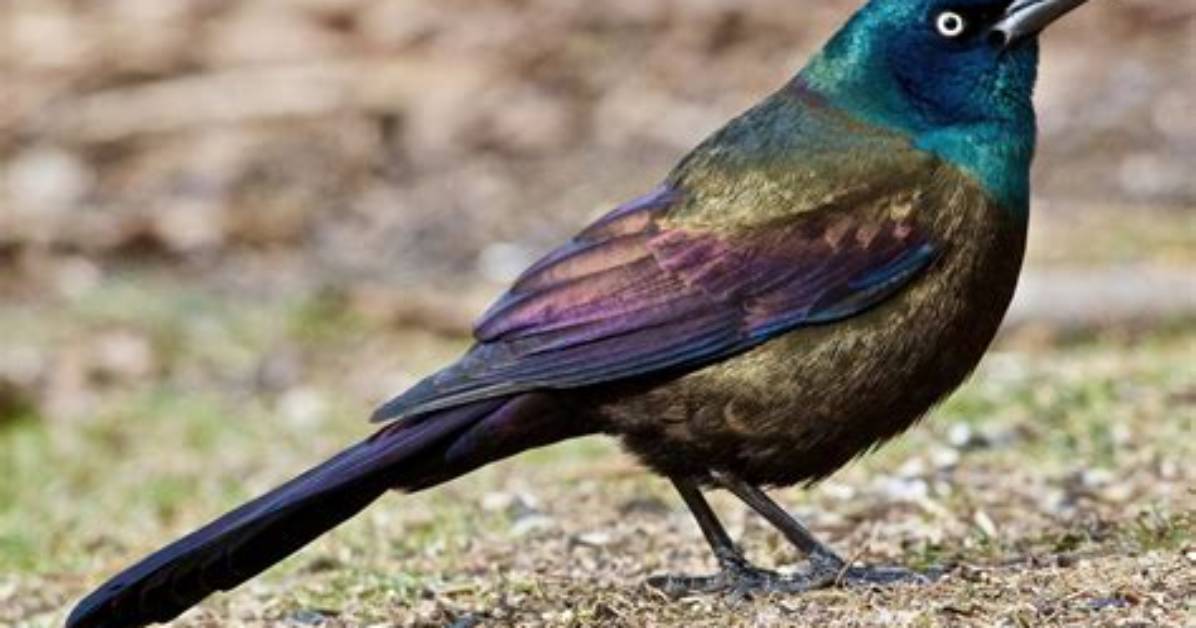 Grackle