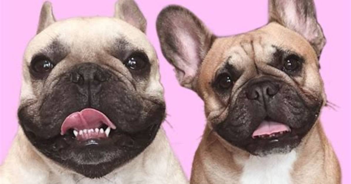 Griffin Frenchie