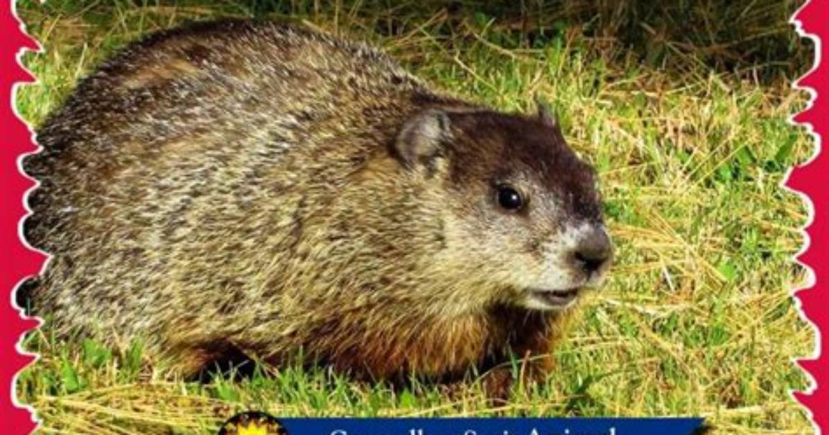 Groundhog Spirit Animal Totem Meaning: a Symbol of Perseverance